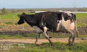 Una vaca de Entre Ríos fue elegida Vaca Suprema entre 400 animales de la Región Centro