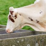 Unión Europea la leche en polvo y una menor oferta mejoran las perspectivas de precios