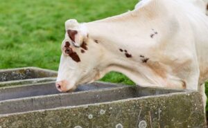 Unión Europea la leche en polvo y una menor oferta mejoran las perspectivas de precios