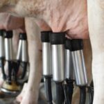 Uruguay baja el costo eléctrico productores de leche tendrán hasta 80% de descuento