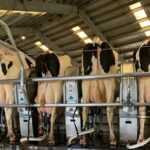 Uruguay vincula la cuota de carne con el conflicto por la leche en polvo en Brasil Uruguay vincula la cuota de carne con el conflicto por la leche en polvo en Brasil