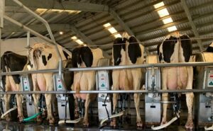 Uruguay vincula la cuota de carne con el conflicto por la leche en polvo en Brasil