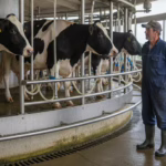 Lechería argentina: impulsan un plan para mejorar la calidad de la leche buenas-practicas-lecheria-tambo-lecheria-salud-animal-inocuidad-alimentaria