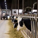 produccion-lactea-lecheria-manejo-genetica-animal-nutricion-animal