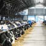 Argentina produce más leche y exporta US$1.130 millones, pero hay un segmento que queda atrás