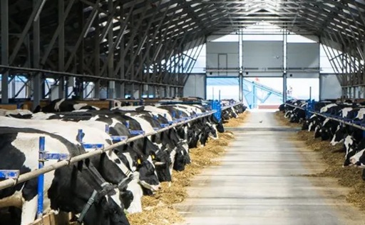 Argentina produce más leche y exporta US$1.130 millones, pero hay un segmento que queda atrás