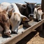 Brasil: convierten residuos de cerveza en alimento para vacas lecheras Brasil convierten residuos de cerveza en alimento para vacas lecheras