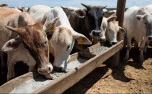 Brasil convierten residuos de cerveza en alimento para vacas lecheras