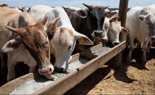 Brasil convierten residuos de cerveza en alimento para vacas lecheras