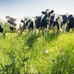 Cártel de la leche reclamos podrían superar €1.700 millones en España