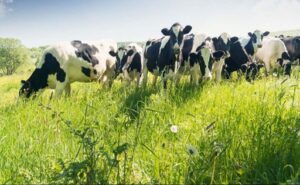 Cártel de la leche reclamos podrían superar €1.700 millones en España