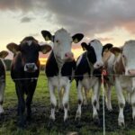 Chile: más leche y 4,1% más importaciones presionan un mercado interno debilitado Chile más leche y 4,1% más importaciones presionan un mercado interno debilitado