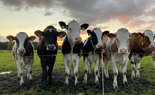 Chile más leche y 4,1% más importaciones presionan un mercado interno debilitado