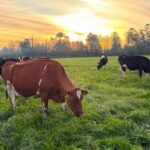 Chile produce más leche una región explica el 76% del crecimiento