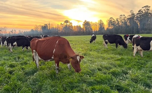 Chile produce más leche una región explica el 76% del crecimiento