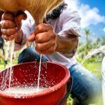 Colombia: el precio de la leche vuelve a subir, pero no recupera los valores de 2025 Colombia el precio de la leche vuelve a subir, pero no recupera los valores de 2025