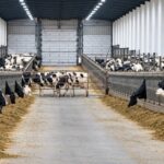Cómo logra EE.UU. producir hasta 50 litros de leche por vaca Cómo logra EE.UU. producir hasta 50 litros de leche por vaca