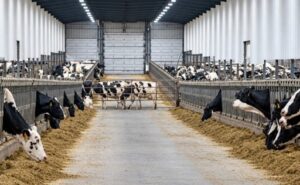 Cómo logra EE.UU. producir hasta 50 litros de leche por vaca
