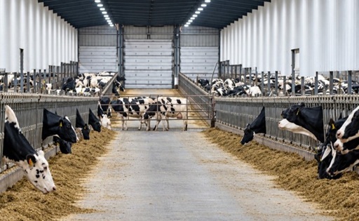 Cómo logra EE.UU. producir hasta 50 litros de leche por vaca