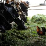 Costa Rica la lechería pide excluir los lácteos del CPTPP y alerta por Nueva Zelanda