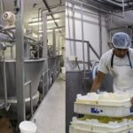 De 30.000 litros diarios a la exportación: el queso llanero que abrió un nuevo mercado De 30.000 litros diarios a la exportación