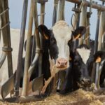 EE.UU. Washington confirma influenza aviar en dos rodeos lecheros