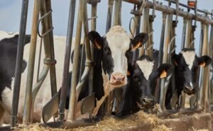EE.UU. Washington confirma influenza aviar en dos rodeos lecheros