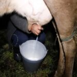 Ecuador: producir leche desde las 3:30 de la mañana por 25 centavos el litro Ecuador producir leche desde las 330 de la mañana por 25 centavos el litro