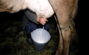Ecuador producir leche desde las 330 de la mañana por 25 centavos el litro