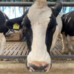 España confirma en Cantabria el primer caso de virus Shamonda tipo 2 en bovinos España confirma en Cantabria el primer caso de virus Shamonda tipo 2 en bovinos