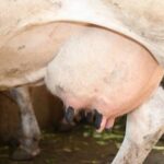 España produce más leche, pero el ganadero cobra 5 céntimos menos que hace un año