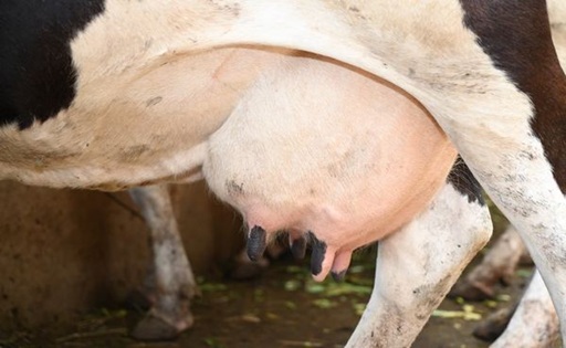 España produce más leche, pero el ganadero cobra 5 céntimos menos que hace un año