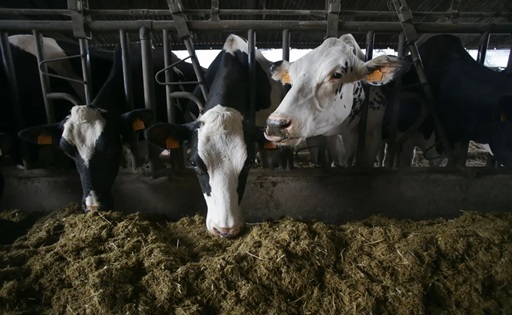 España productores alertan que la leche vuelve a usarse como producto reclamo