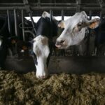 España productores alertan que la leche vuelve a usarse como producto reclamo