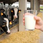 Galicia industria lactea niega pactos