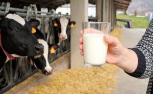 Galicia industria lactea niega pactos
