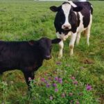 INTA Rafaela prueba beef on dairy para sumar valor al rodeo lechero