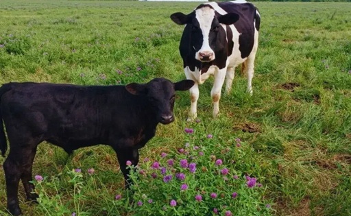 INTA Rafaela prueba beef on dairy para sumar valor al rodeo lechero