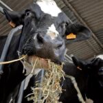 La leche está que hierve La leche está que hierve
