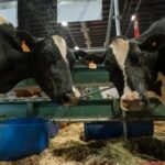 Leche y carne el modelo que abre otro negocio para los productores