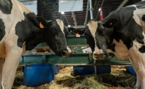 Leche y carne el modelo que abre otro negocio para los productores