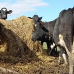 Lechería regional Brasil lidera la relación leche-maíz y Uruguay queda último
