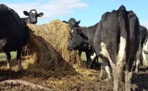 Lechería regional Brasil lidera la relación leche-maíz y Uruguay queda último