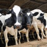 Leches en polvo ganan valor en Europa mientras el mercado mundial se vuelve más desigual