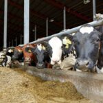 Más leche en el mundo, pero el crecimiento se frenaría en 2027