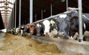 Más leche en el mundo, pero el crecimiento se frenaría en 2027