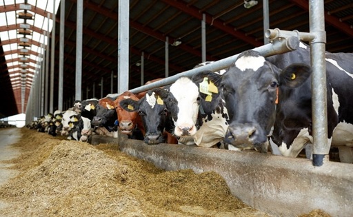 Más leche en el mundo, pero el crecimiento se frenaría en 2027