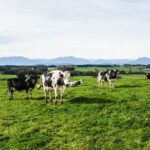 Más leche y precios en baja las dos caras del mercado lácteo sudamericano