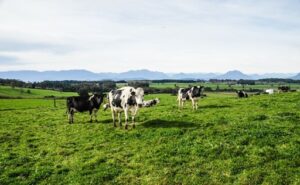 Más leche y precios en baja las dos caras del mercado lácteo sudamericano
