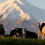 Nueva Zelanda proyecta tres temporadas con precios de la leche por encima de los 10 dólares Nueva Zelanda proyecta tres temporadas con precios de la leche por encima de los 10 dólares